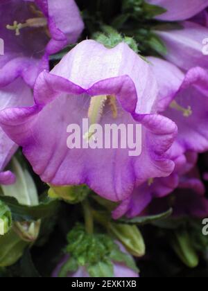 Une belle fleur en cloche de Canterbury violette cultivée dans le jardin Banque D'Images