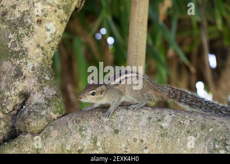 Un gros plan d'un mignon chipmunk de l'est (Tamias striatus) sur le tronc de l'arbre Banque D'Images