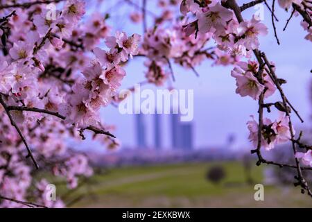 Un gros plan de branches d'arbre de sakura avec des fleurs fleuries sur le fond des tours Banque D'Images