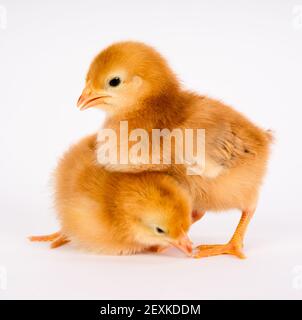 Poussin bébé nouveau-né des poulets de ferme Rhode-island rouge blanc permanent Banque D'Images