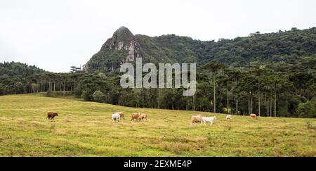 Un paysage de vaches paître sur des pâturages dans le sud, Brésil Banque D'Images