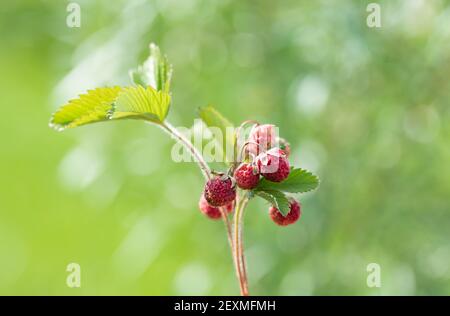 petit bouquet de fraises sauvages sur branche avec feuilles sur fond vert flou. mise au point sélective Banque D'Images