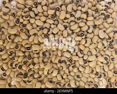 Un fond de haricots noirs (vigna ungiculata). Source de protéines et de fibres. Vue aérienne. Banque D'Images