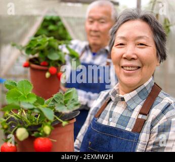 Couple senior heureux travaillant dans le jardin et montrant le fraise Banque D'Images