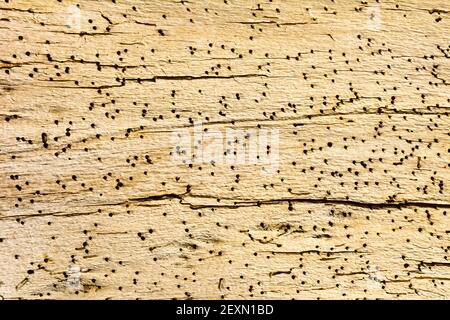 Vieux carton en bois mordu par des ravageurs Banque D'Images