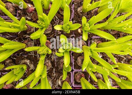 Ponte plate de jacinthe avec de nouvelles feuilles et des boutons de fleurs prêts pour la plantation au début du printemps. Banque D'Images