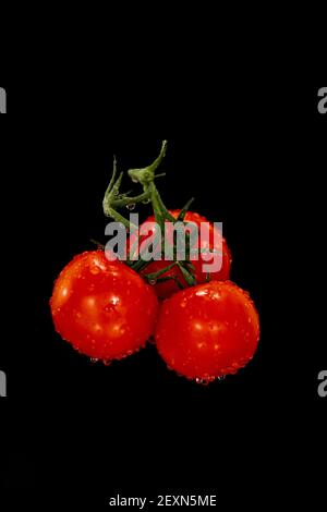 Un bouquet de trois tomates rouges mûres avec des gouttelettes d'eau sur un fond noir isolé, espace de copie. Photo de haute qualité Banque D'Images