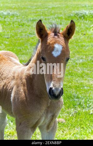 Un jeune cheval Foal Filly debout dans un champ Banque D'Images