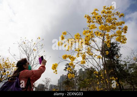 Les citoyens photographiant le Handroanthus chrysotrichus ou le Golden Trumper fleurissent dans le parc. Banque D'Images