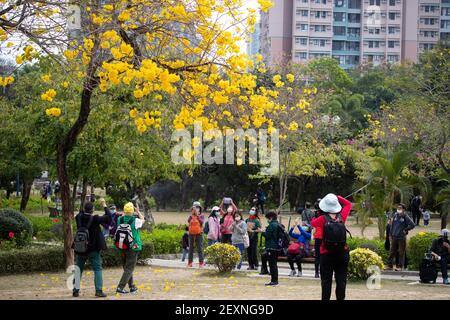 Les citoyens photographiant le Handroanthus chrysotrichus ou le Golden Trumper fleurissent dans le parc. Banque D'Images