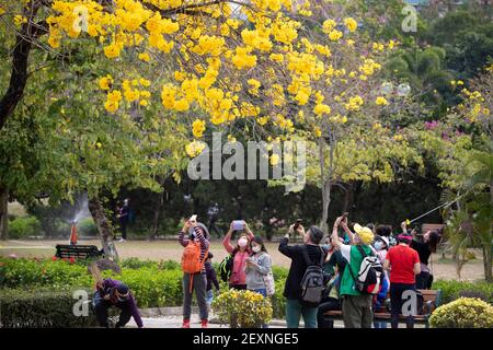 Les citoyens photographiant le Handroanthus chrysotrichus ou le Golden Trumper fleurissent dans le parc. Banque D'Images