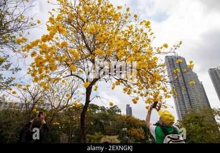 Les citoyens photographiant le Handroanthus chrysotrichus ou le Golden Trumper fleurissent dans le parc. Banque D'Images