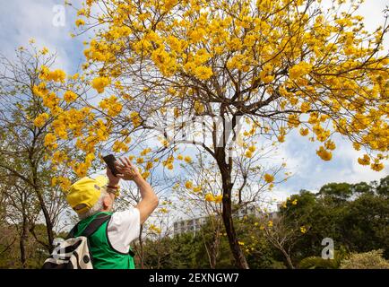 Les citoyens photographiant le Handroanthus chrysotrichus ou le Golden Trumper fleurissent dans le parc. Banque D'Images