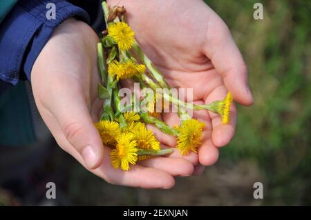 Le premier printemps fleurit dans les mains des enfants Banque D'Images