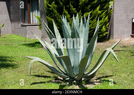 Aloe arborescens sarisabir dans le jardin Banque D'Images