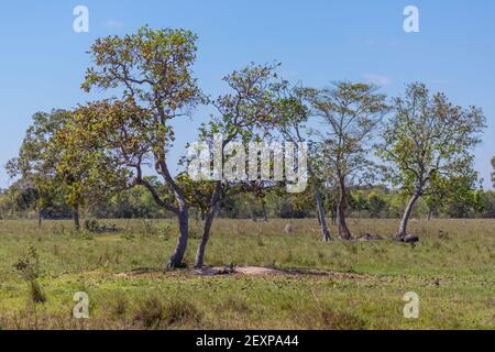 Quelques arbres le long de la Transpantaneira dans le nord du Pantanal à Mato Grosso, Brésil Banque D'Images