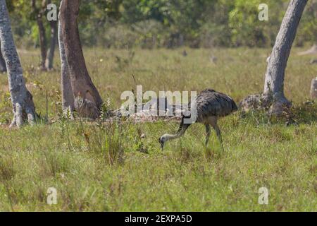 Un Nandu dans le nord du Pantanal à Mato Grosso, Brésil Banque D'Images