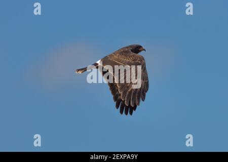 Escargot Kite (Rostrhamus sociabilis) en vol dans le Pantanal à Mato Grosso, Brésil Banque D'Images