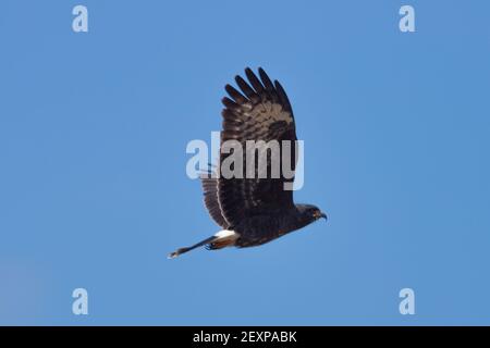 Faune brésilienne: Rostrhamus sociabilis (cerf-volant) en vol, vu sur la Transpantaneira dans le nord du Pantanal à Mato Grosso, Brésil Banque D'Images