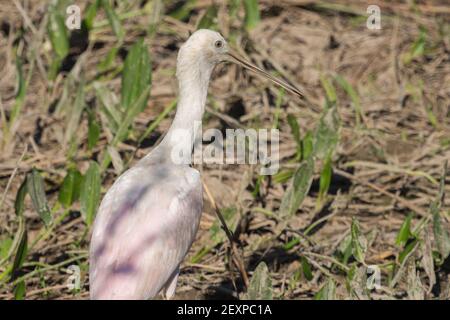 Faune brésilienne: Roseate spoonbill vu dans le Panantal à Mato Grosso, Brésil Banque D'Images