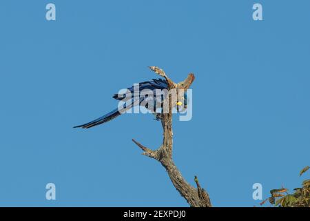 Faune brésilienne: L'incroyable perroquet bleu (jacinthe Macaw) reposant sur une branche le long de la Transpantaneira dans le Pantanal à Mato Grosso, Brésil Banque D'Images