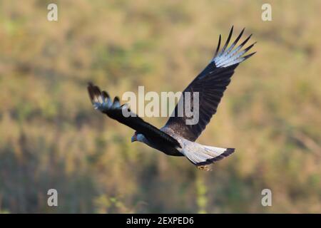 Vol à crête Caracara (Caracara plancus) dans le Pantanal à Mato Grosso, Brésil Banque D'Images