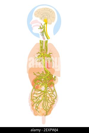 L'illustration 3D montre le cerveau et le nerf vagus actif (Dixième nerf crânien ou CN X) avec des organes humains Banque D'Images