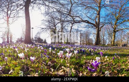 Photo à angle bas un groupe de Crocus dans le parc un jour ensoleillé avec des arbres en arrière-plan Banque D'Images