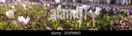Vue panoramique de Crocus dans le parc sur un jour ensoleillé Banque D'Images