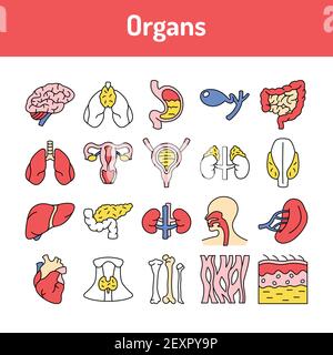 Icônes de ligne d'organes définies. Elément vectoriel isolé. Pictogrammes de contour pour la page Web, l'application mobile, la promotion. Contour modifiable. Illustration de Vecteur