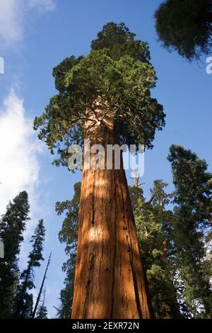 Parc national de Kings Canyon, arbre de la Seqouia antique géant Banque D'Images