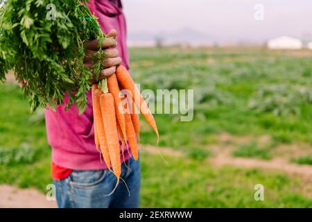 détail de la main d'un fermier méconnaissable montrant un paquet de carottes, concept de saine alimentation et de l'agriculture écologique, l'accent sélectif sur carro Banque D'Images