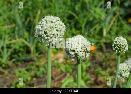 Floraison ou boulonnage des oignons pour mettre des graines, des têtes de fleurs d'oignon sur le potager en été. Banque D'Images