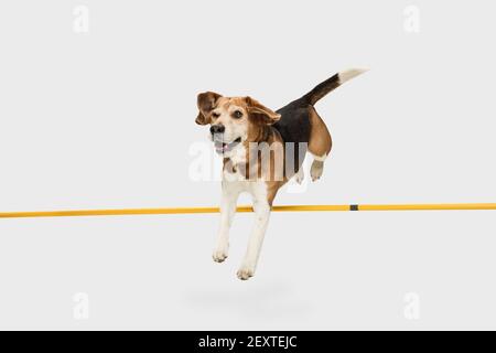 Grand vieux chien Beagle sautant sur bâton isolé sur fond blanc. Banque D'Images