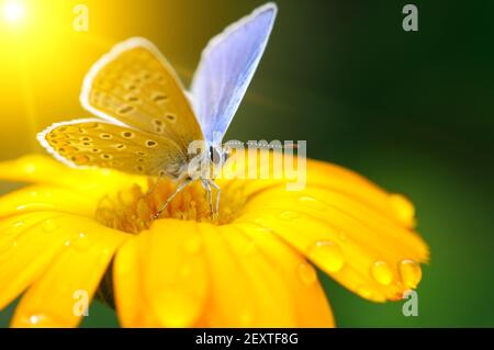 Beau papillon sur Gazania fleur en rayons de soleil. Banque D'Images