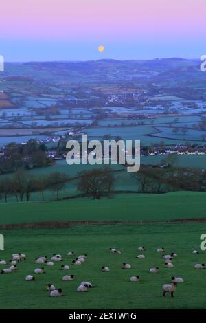 Troupeau de moutons paissant dans la vallée de l'Ax, Devon Banque D'Images