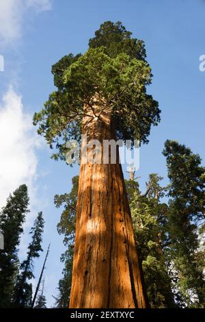 Séquoias du parc national de la Californie de l'ancien arbre géant Seqouia Banque D'Images