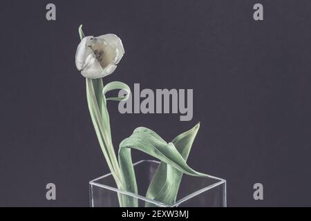 une fleur de tulipe blanche dans un vase sur fond noir, espace de copie, effet funèbre triste Banque D'Images