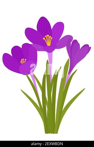 Fleurs de Crocus. Fleurs violettes vectorielles. Vector.Early Wildflowers. Le symbole de l'arrivée du printemps et de Pâques. Illustration de Vecteur