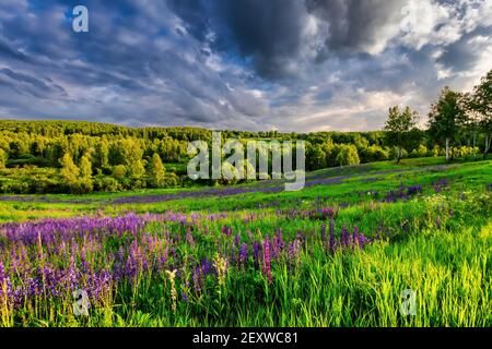 Une colline couverte de lupins en été avec un ciel nuageux. Paysage. Banque D'Images
