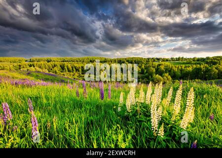 Une colline couverte de lupins en été avec un ciel nuageux. Paysage. Banque D'Images