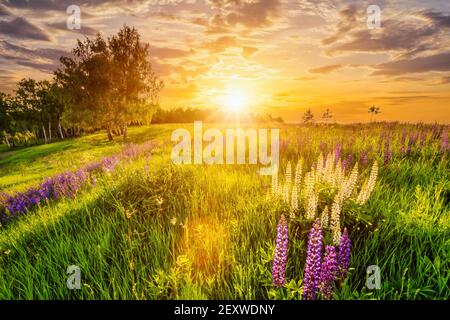 Coucher de soleil sur une colline couverte de lupins en été saison avec ciel nuageux. Paysage. Banque D'Images