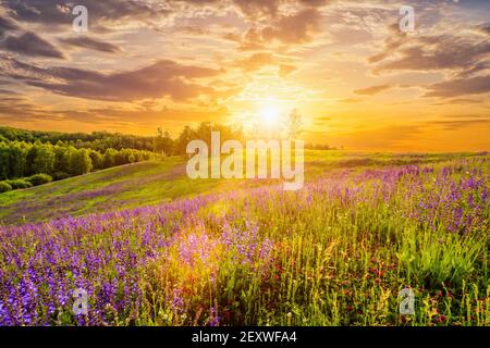 Coucher de soleil sur une colline couverte de lupins en été saison avec ciel nuageux. Paysage. Banque D'Images