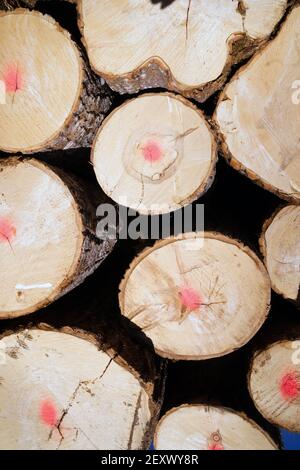 Les arbres sont empilés exploitation forestière du nord du Minnesota Banque D'Images