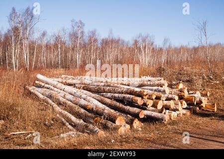 Les arbres sont empilés exploitation forestière du nord du Minnesota Banque D'Images