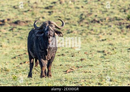 Buffle adulte, syncerus caffer, dans les prairies du Masai Mara, Kenya. Vue de face avec espace pour le texte. Banque D'Images