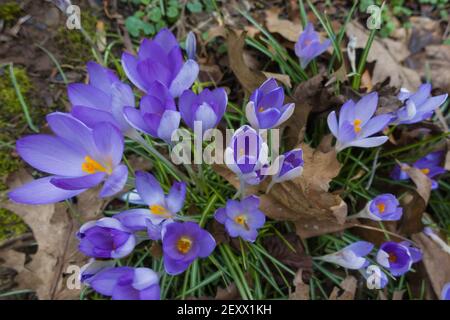 Early Crocus tommasinianus, Hereford, Royaume-Uni, février 2021. Banque D'Images