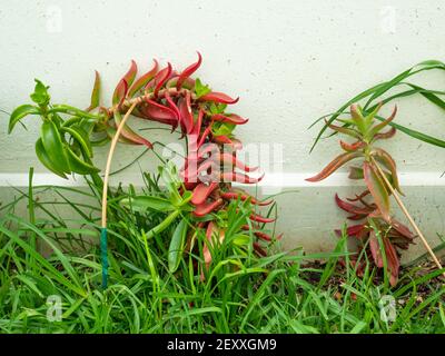 Les flammes rouges, la Pagode rouge ou usine de feu de camp (Crassula Capitella), est une plante succulente vivace qui pousse de manière crookée dans le jardin Banque D'Images