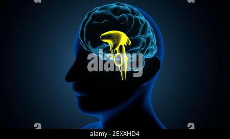 Parties internes du cerveau humain Anatomie. Illustration 3D. Banque D'Images