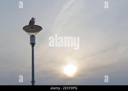 Un mouette est assis sur un feu de rue. Silhouette d'un oiseau. Banque D'Images